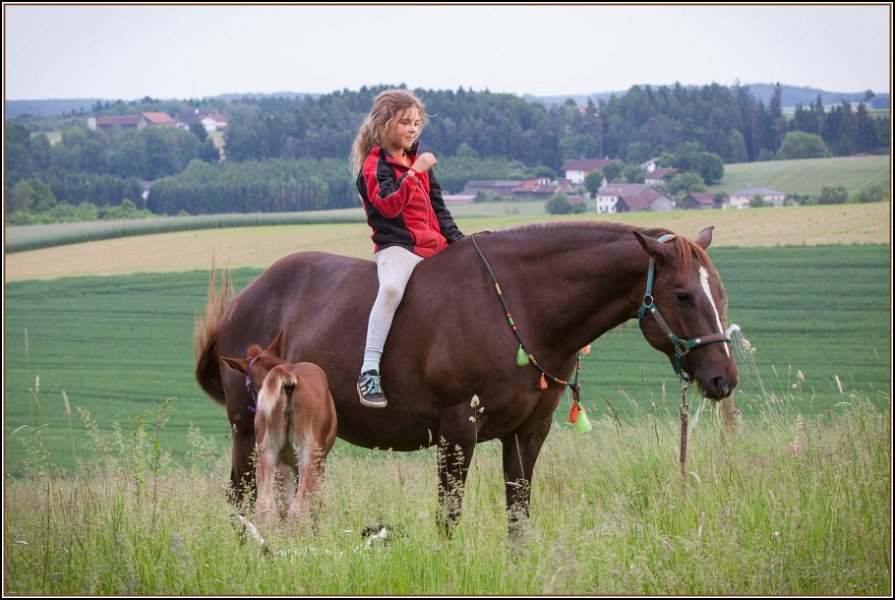 Asbach Fohlenshow 2014 059